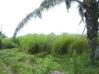 ที่ดินหลุดจำนอง ธ.ธนาคารอาคารสงเคราะห์ หินเหล็กไฟ หัวหิน ประจวบคีรีขันธ์